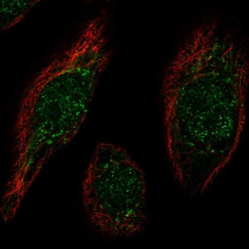 Immunofluorescent staining of human cell