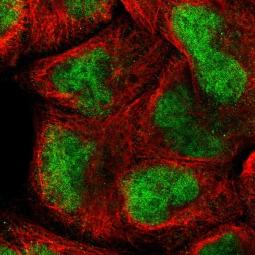 Immunofluorescent staining of human cell