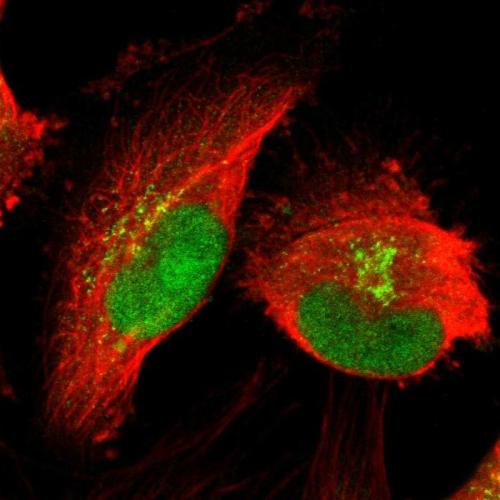 Immunofluorescent staining of human cell