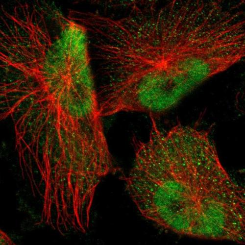 Immunofluorescent staining of human cell