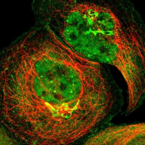 Immunofluorescent staining of human cell