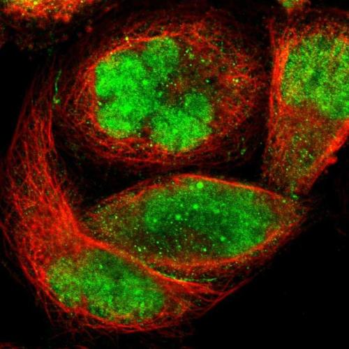 Immunofluorescent staining of human cell