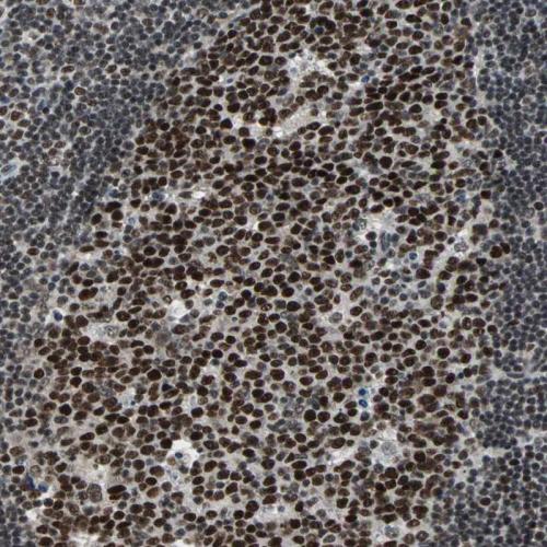Immunohistochemical staining of human ly
