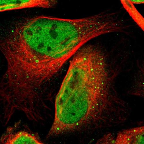 Immunofluorescent staining of human cell