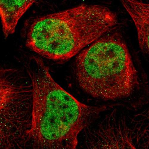 Immunofluorescent staining of human cell