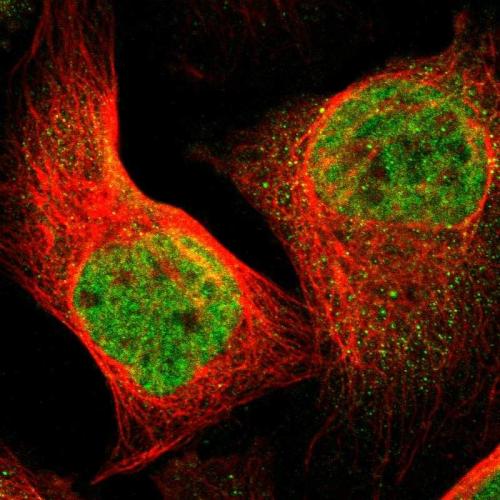 Immunofluorescent staining of human cell