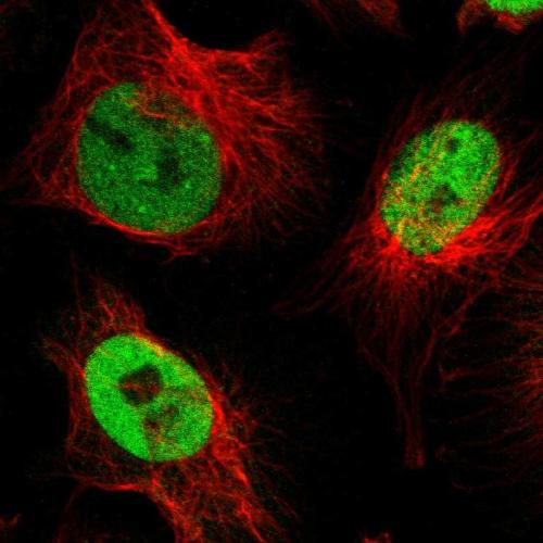 Immunofluorescent staining of human cell