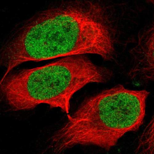Immunofluorescent staining of human cell