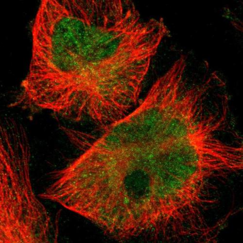 Immunofluorescent staining of human cell