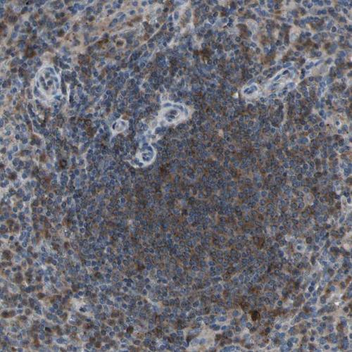 Immunohistochemical staining of human sp