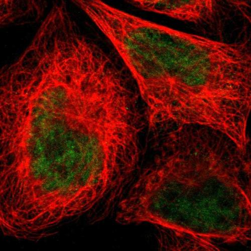 Immunofluorescent staining of human cell