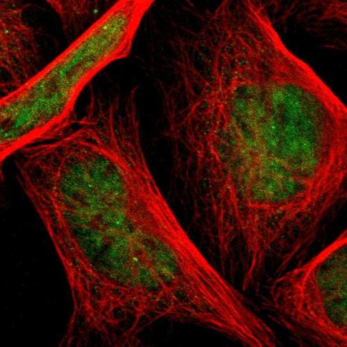 Immunofluorescent staining of human cell