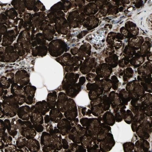 Immunohistochemical staining of human sa