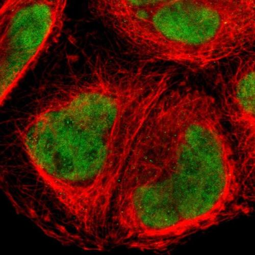 Immunofluorescent staining of human cell