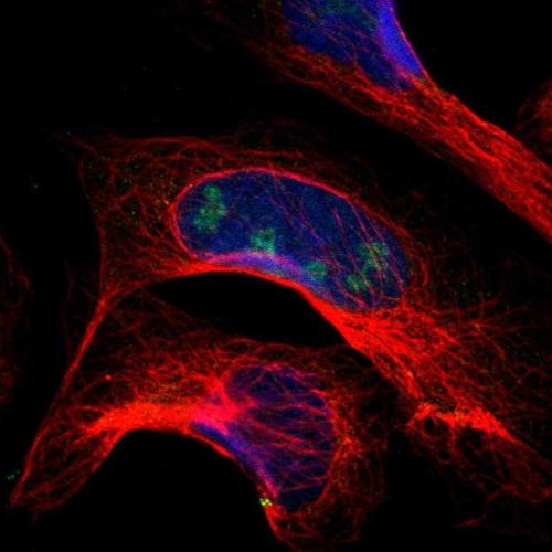 Immunofluorescent staining of human cell