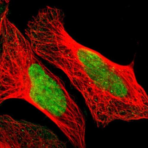 Immunofluorescent staining of human cell