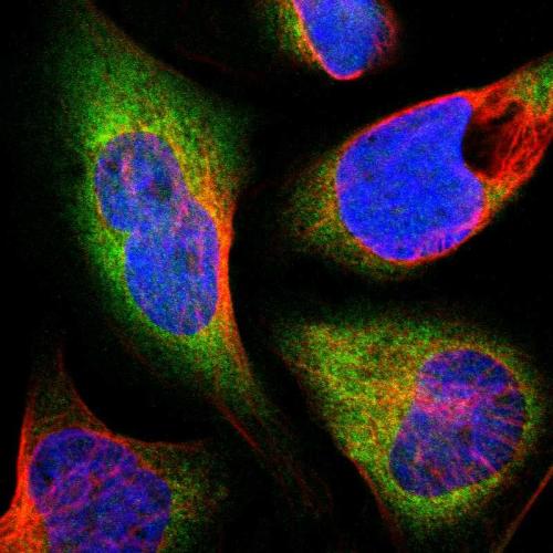 Immunofluorescent staining of human cell