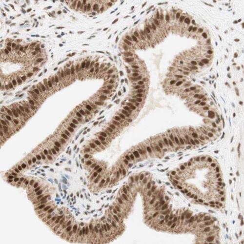 Immunohistochemical staining of human ga