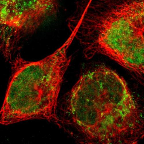 Immunofluorescent staining of human cell