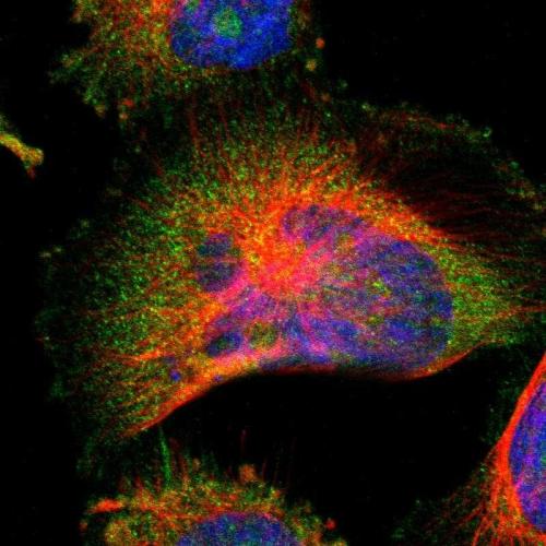 Immunofluorescent staining of human cell