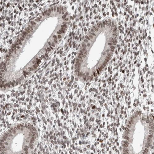 Immunohistochemical staining of human en