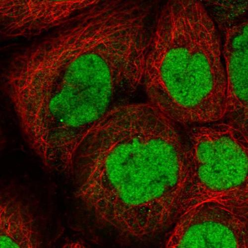 Immunofluorescent staining of human cell