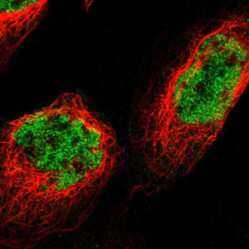 Immunofluorescent staining of human cell