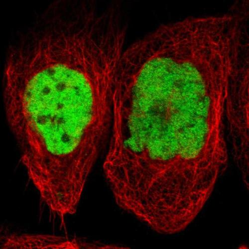 Immunofluorescent staining of human cell