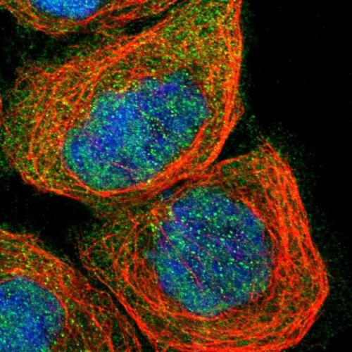 Immunofluorescent staining of human cell
