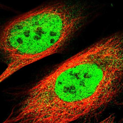 Immunofluorescent staining of human cell