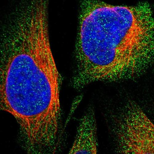 Immunofluorescent staining of human cell