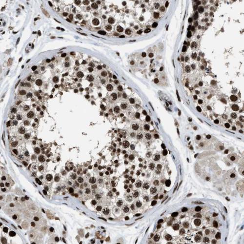 Immunohistochemical staining of human te