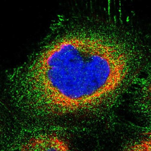Immunofluorescent staining of human cell