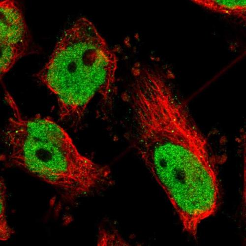 Immunofluorescent staining of human cell