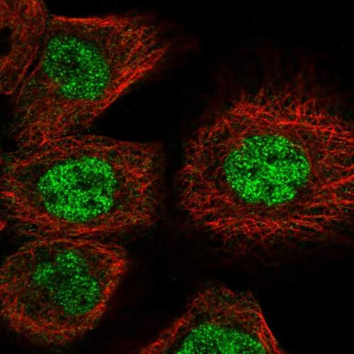 Immunofluorescent staining of human cell