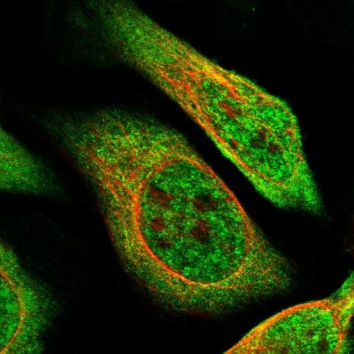 Immunofluorescent staining of human cell
