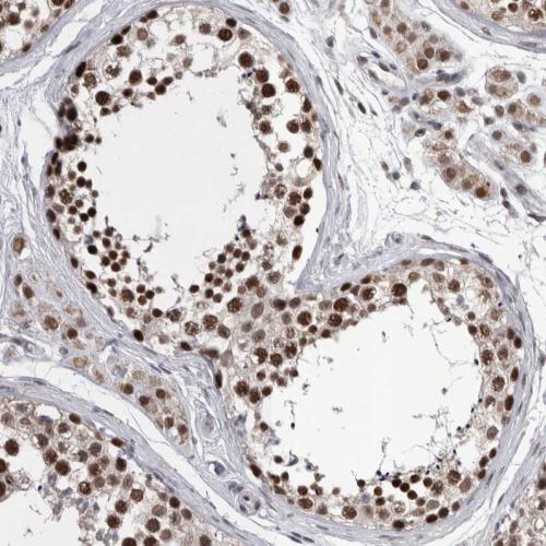 Immunohistochemical staining of human te