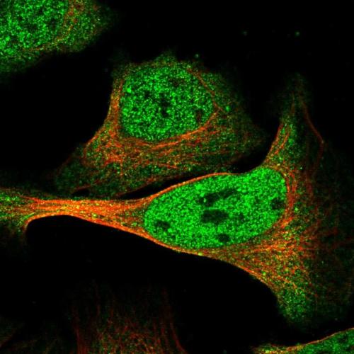 Immunofluorescent staining of human cell