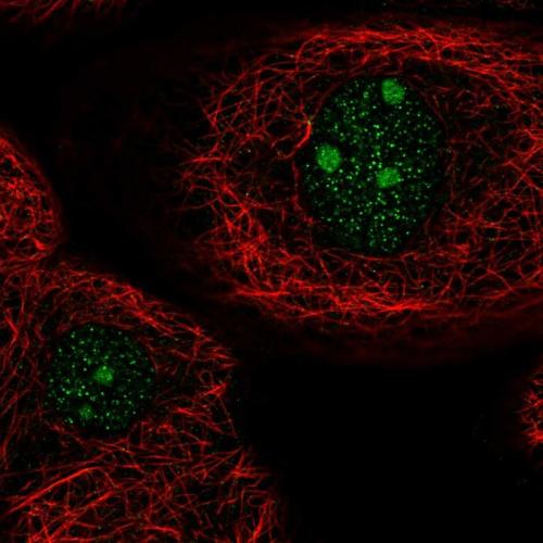 Immunofluorescent staining of human cell