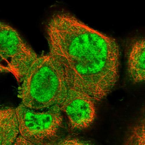 Immunofluorescent staining of human cell