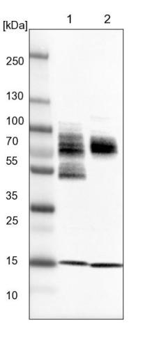 Lane 1: NIH-3T3 cell lysate (Mouse embry