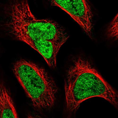 Immunofluorescent staining of human cell