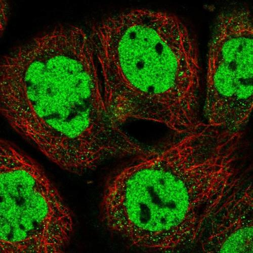 Immunofluorescent staining of human cell
