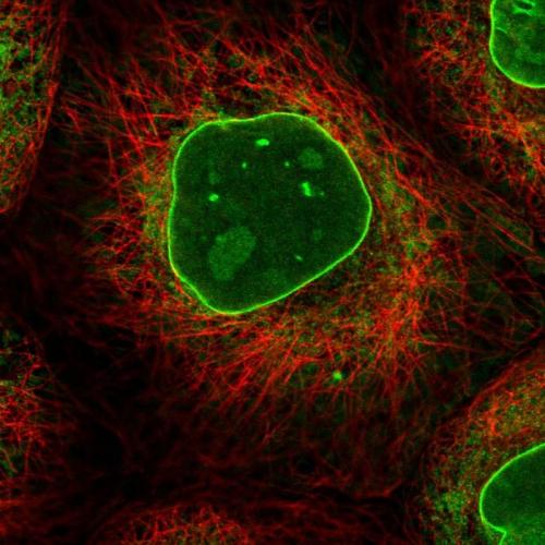 Immunofluorescent staining of human cell