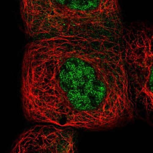 Immunofluorescent staining of human cell