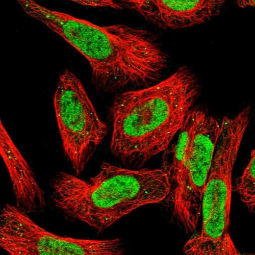 Immunofluorescent staining of human cell