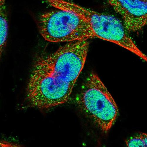 Immunofluorescent staining of human cell