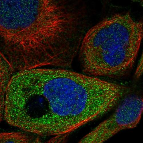Immunofluorescent staining of human cell