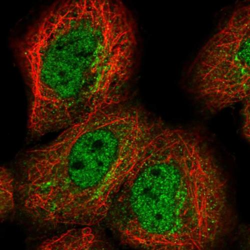 Immunofluorescent staining of human cell