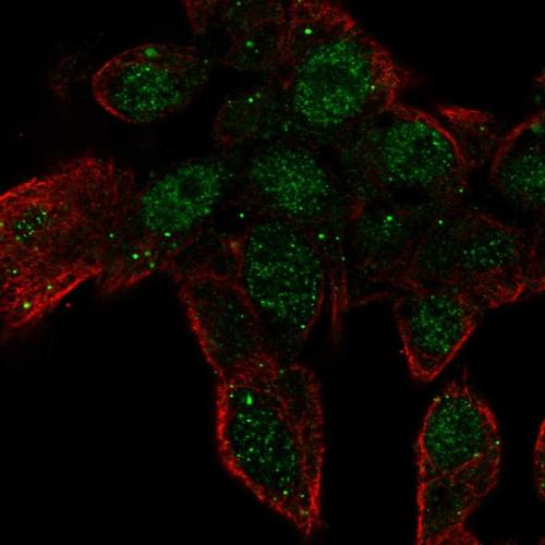 Immunofluorescent staining of human cell